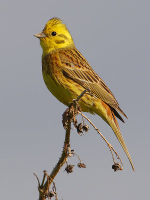 Yellowhammer (emberiza citrinella), Grandcour, Switzerland, May 2009