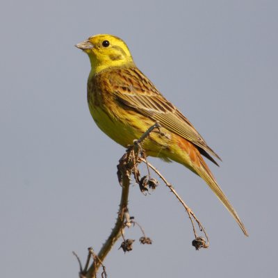 Yellowhammer (emberiza citrinella), Grandcour, Switzerland, May 2009