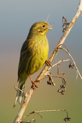 Yellowhammer (emberiza citrinella), Grandcour, Switzerland, May 2009