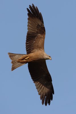 Black kite (milvus migrans), Aclens, Switzerland, May 2009