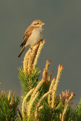 Red-backed shrike (lanius collurio), Ayer, Switzerland, May 2009