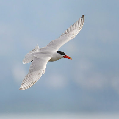 Caspian tern (hydroprogne caspia), Prverenges, Switzerland, June 2009