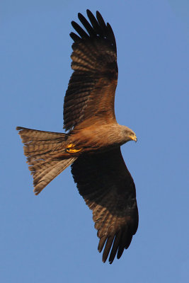 Black kite (milvus migrans), Echandens, Switzerland, June 2009