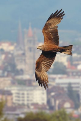 Black kite (milvus migrans), Echandens, Switzerland, June 2009