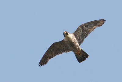 Peregrine falcon, Echandens, Switzerland, July 2009