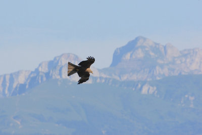 Black kite (milvus migrans), Echandens, Switzerland, July 2009