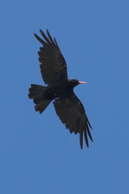 Red-billed chough, Lona, Switzerland, July 2009