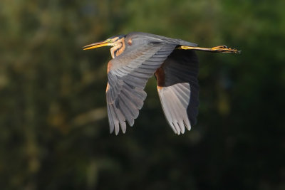 Purple heron (ardea purpurea), Chavornay, Switzerland, July 2009