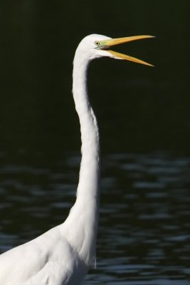 Western great egret