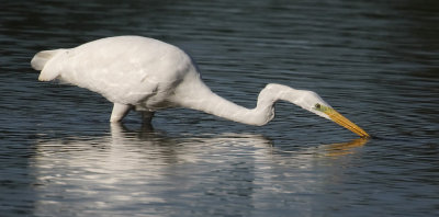 Great white egret (ardea alba), Chavornay, Switzerland, July 2009