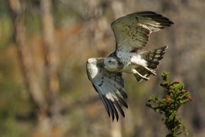 Short-toed eagle (circaetus gallicus), Leuk, Switzerland, August 2009