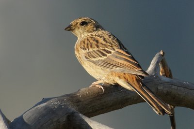 Rock bunting (emberiza cia), Leuk, Switzerland, August 2009