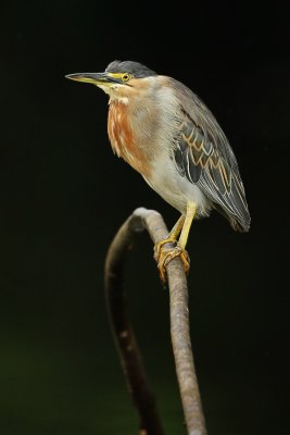 Striated Heron (butorides striata), La Selva Lodge, Ecuador, January 2009