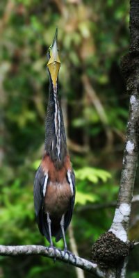 Bare-throated tiger heron (tigrisoma mexicanum), Lago Sandoval, Peru, February 2006