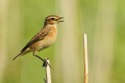 Whinchat (saxicola rubetra), Aclens, Switzerland, August 2009