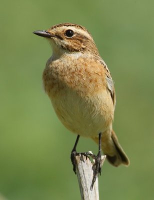Whinchat (saxicola rubetra), Aclens, Switzerland, August 2009