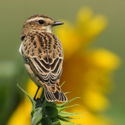 Whinchat (saxicola rubetra), Aclens, Switzerland, August 2009