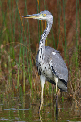 Grey heron (ardea cinerea), Champ-Pittet, Switzerland, August 2009