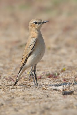 Northern wheatear (oenanthe oenanthe), Piges, Greece, September 2008