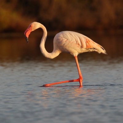 Greater flamingo (phoenicopterus roseus), Santa Pola, Spain, September 2009