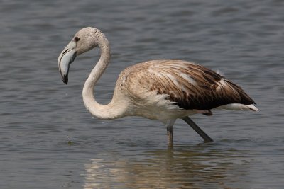 Greater flamingo (phoenicopterus roseus), Santa Pola, Spain, September 2009