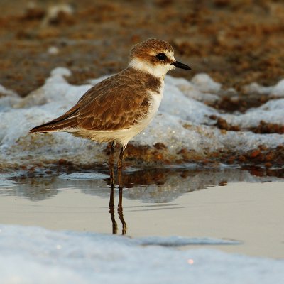 Kentish plover (charadrius alexandrinus), Torrevieja, Spain, September 2009