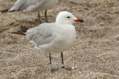 Audouin's gull (larus audouinii), Cabo de Gata, Spain, September 2009