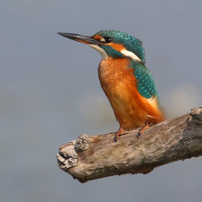 Kingfisher (alcedo atthis), Champ-Pittet, Switzerland, September 2009