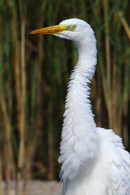 Great white egret (ardea alba), Champ-Pittet, Switzerland, September 2009