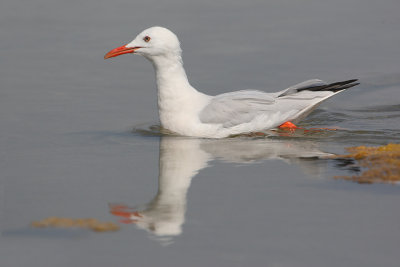 Slender-billed gull (larus genei), Santa Pola, Spain, September 2009