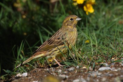 Yellowhammer (emberiza citrinella), Ayer, Switzerland, October 2009