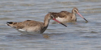 Black-tailed godwit (limosa limosa), Santa Pola, Spain, September 2009