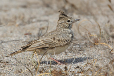 Thekla lark (galerida theklae), Cabo de Gata, Spain, September 2009