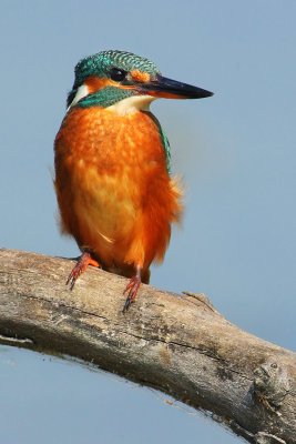 Kingfisher (alcedo atthis), Champ-Pittet, Switzerland, September 2009