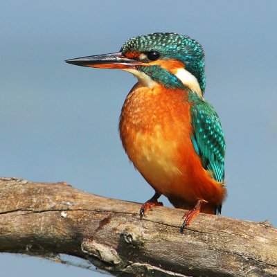 Kingfisher (alcedo atthis), Champ-Pittet, Switzerland, September 2009