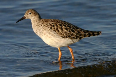 Ruff (philomachus pugnax), Prverenges, Switzerland, March 2005