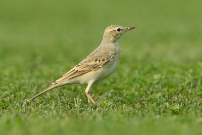 Tawny pipit (anthus campestris), Vullierens, Switzerland, August 2008