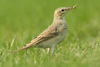 Tawny pipit (anthus campestris), Vullierens, Switzerland, August 2008