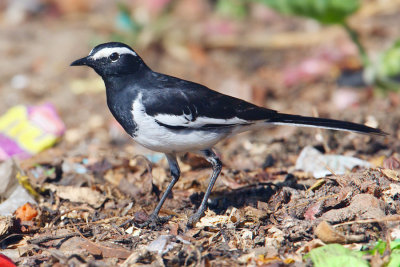 White-browed wagtail (motacilla maderaspatensis), Munnar, India, January 2010