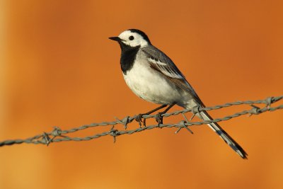 White wagtail (motacilla alba), Ystad, Sweden, June 2010