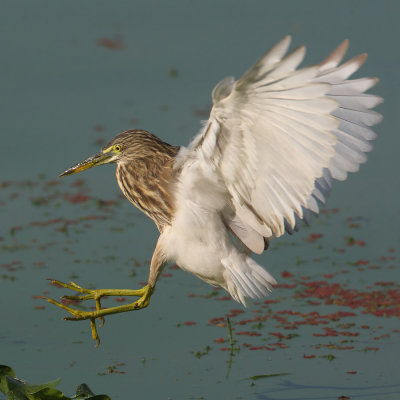 Indian pond heron (ardeola grayii), Udaipur, India, January 2010