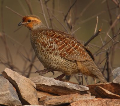 Grey francolin (francolinus pondicerianus), Udaipur, India, December 2009