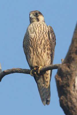 Peregrine falcon (falco peregrinus calidus), Bharatpur, India, December 2009