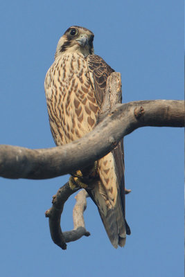 Peregrine falcon (falco peregrinus calidus), Bharatpur, India, December 2009