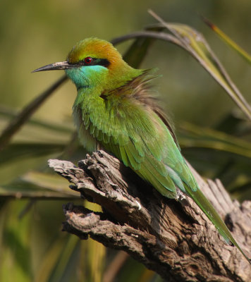 (Little) Green bee-eater (merops orientalis orientalis), Jaipur, India, December 2009