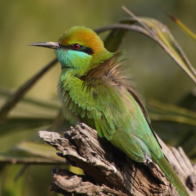 (Little) Green bee-eater (merops orientalis orientalis), Jaipur, India, December 2009