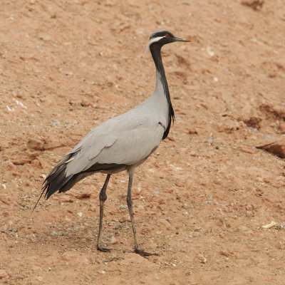 Demoiselle crane (anthropoides virgo), Keechan, India, January 2010