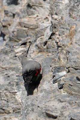 Wallcreeper (tichodroma mauraria), Leuk, Switzerland, January 2008