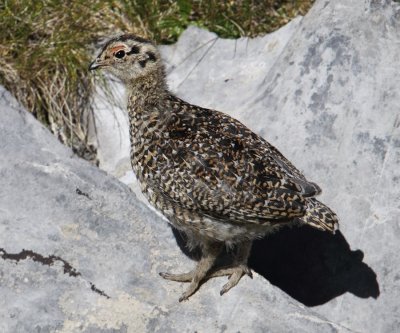 Ptarmigan (lagopus muta), Gemmipass, Switzerland, July 2010