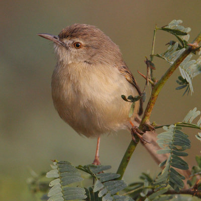 Plain prinia (prinia inornata), Bharatpur, India, December 2009